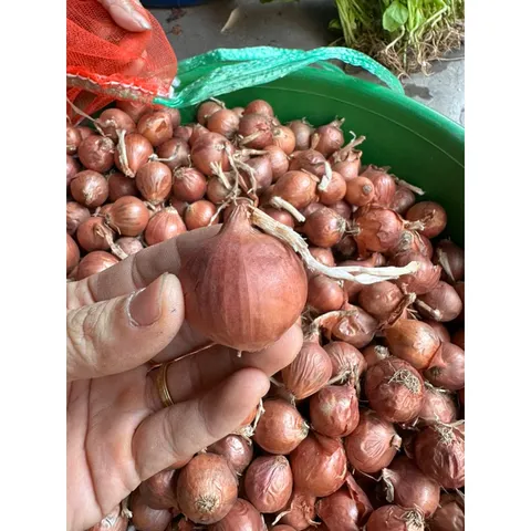 1Kg Hành khô 1 nhánh/ hành khô cô đơn thơm ngon chọn lọc