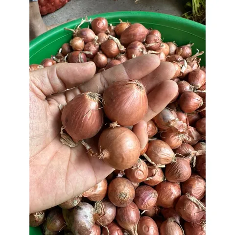 1Kg Hành khô 1 nhánh/ hành khô cô đơn thơm ngon chọn lọc