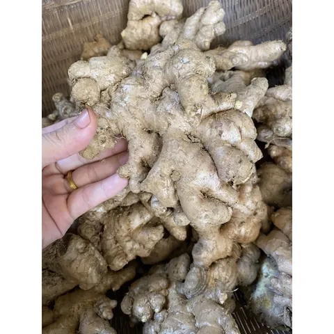 Gừng ta, gừng tươi , gừng củ to ngon không hư đóng gói 500g