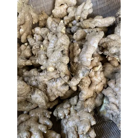 Gừng ta, gừng tươi , gừng củ to ngon không hư đóng gói 500g