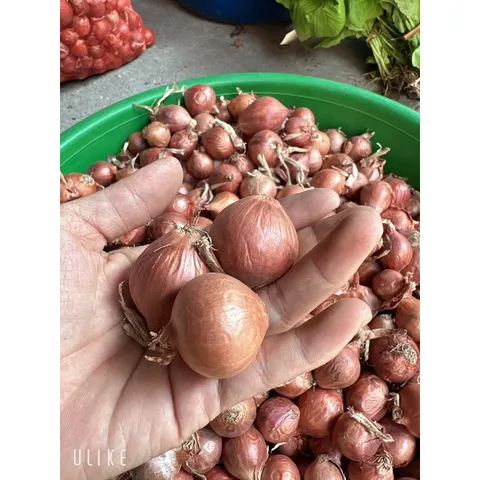 1Kg Hành khô - Hành khô 1 nhánh, hành cô đơn chọn lọc