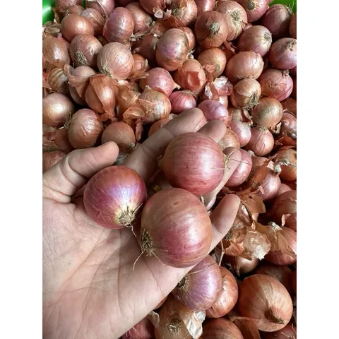 1 Kg hành cô đơn - Hành củ to thơm ngon