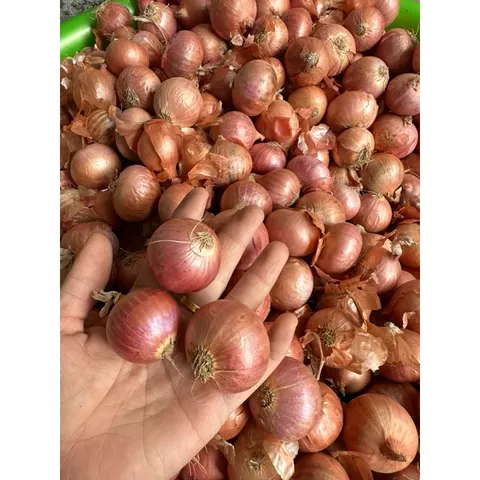 1 Kg hành cô đơn - Hành củ to thơm ngon