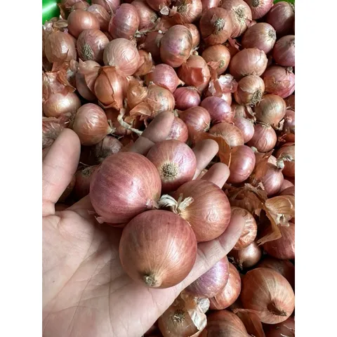 1 Kg hành cô đơn - Hành củ to thơm ngon
