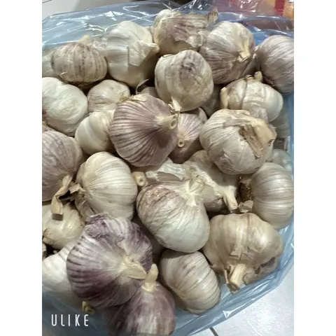 1 Kg tỏi củ to thơm ngon hàng chọn