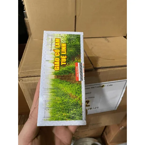 Trà giảo cổ lam tuệ linh Thanh nhiệt mát gan, giải độc, lợi tiểu, tăng cường chức năng gan, mẩn ngứa, mày đay, mụn nhọt