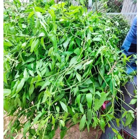 Cây bìm bịp khô (xương khỉ), ngừa trĩ, đau dạ dày, xơ gan, thận, xoang, tăng cường sức đề kháng, giảm cholesterol