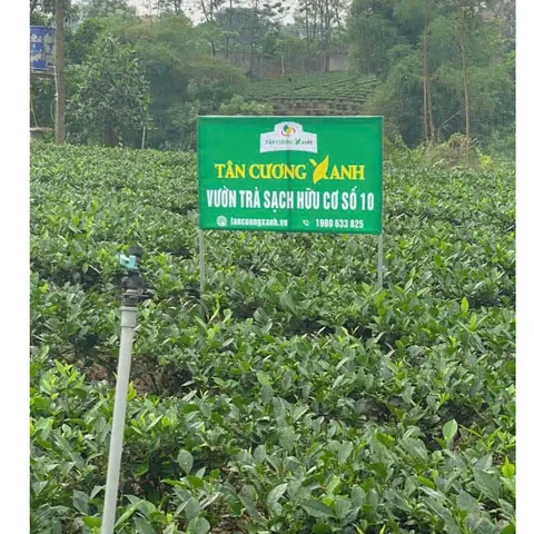 Trà Sen Ngọc Tỉnh Liên 400gram - Hộp Gỗ Thông Trà Sạch Tân Cương Xanh