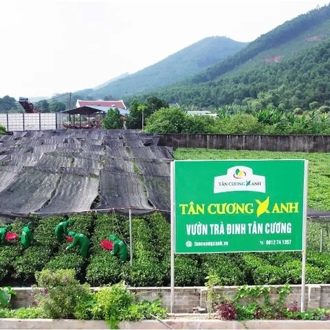 Trà Đinh Ngọc Tiến Vua - Hộp Gỗ Thông 200g - 300g - Trà Sạch Tân Cương Xanh