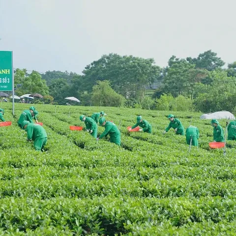 Trà Đinh Ngọc Tiến Vua - Hộp Gỗ Thông 200g - 300g - Trà Sạch Tân Cương Xanh