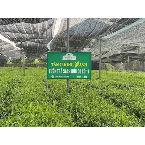 Trà Sen Ngọc Tỉnh Liên 200gram,300gram,400gram - Hộp Gỗ Thông Trà Sạch Tân Cương Xanh