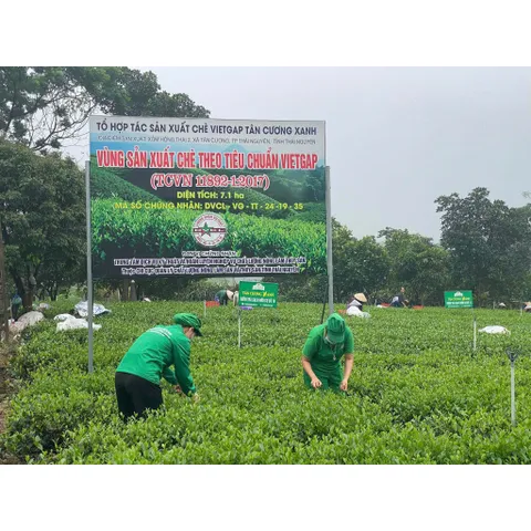 Trà Shan Tuyết Cổ Thụ Hà Giang 1 Tôm 1 Lá Trà Sạch Tân Cương Xanh