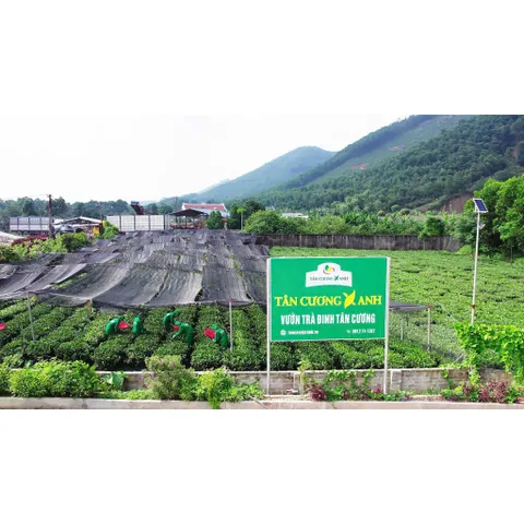Trà Đinh Ướp Gạo Sen Ngọc Tỉnh Liên 100gram / Trà Sen Ngọc Tỉnh Liên - Tiến Vua 200gram Trà Sạch Tân Cương Xanh