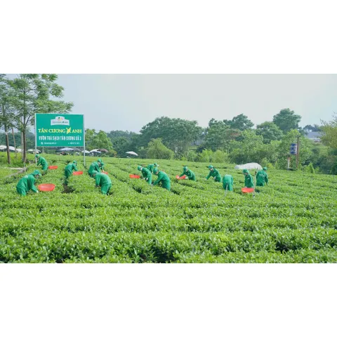 Trà Sen Ngọc Tỉnh Liên 300gram - Hộp Gỗ Thông Trà Sạch Tân Cương Xanh