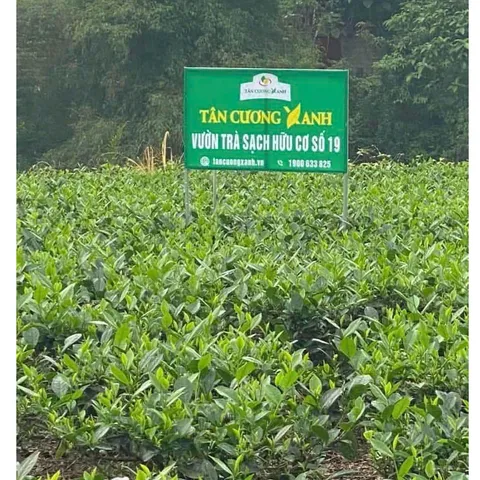 Trà Sen Ngọc Tỉnh Liên 300gram - Hộp Gỗ Thông Trà Sạch Tân Cương Xanh