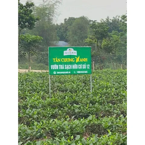 Trà Đinh Ướp Hoa Nhài 100g 200g Trà Sạch Tân Cương Xanh