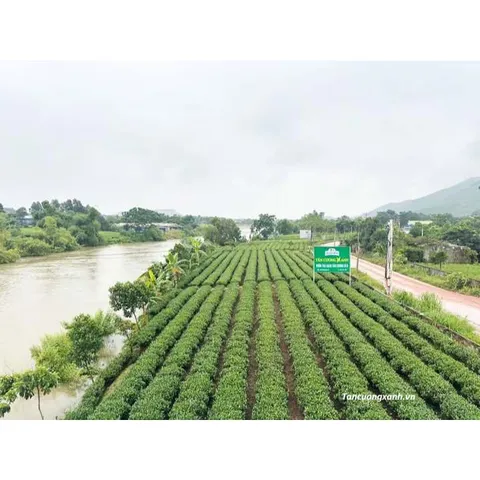 Trà Tấm Tân Cương Thái Nguyên Tấm Xanh , Tấm Sen , Tấm Nhài Trà Sạch Tân Cương Xanh