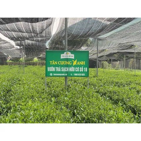 Chè Tân Cương Thượng Hạng 500G Trà Sạch Tân Cương Xanh