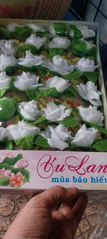 [HCM]  BÔNG HỒNG CÀI ÁO 890607