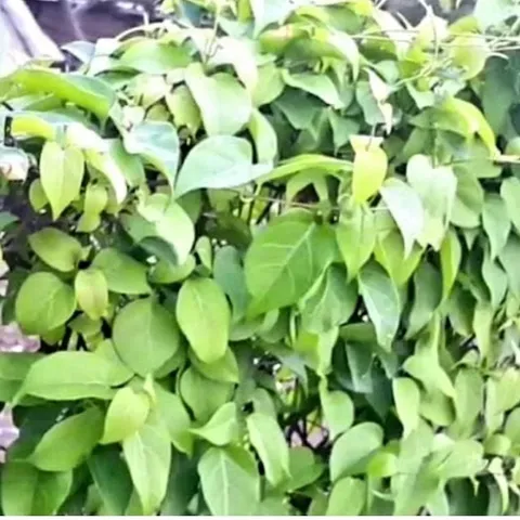 Lá Giang Tươi 1kg Dùng làm gia vị Nấu Canh chua, Nấu lẩu các loại...Khách đặt mới hái.