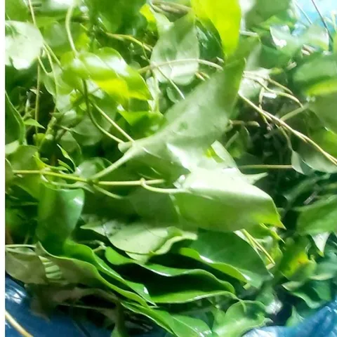 Lá Giang Tươi 1kg Dùng làm gia vị Nấu Canh chua, Nấu lẩu các loại...Khách đặt mới hái.
