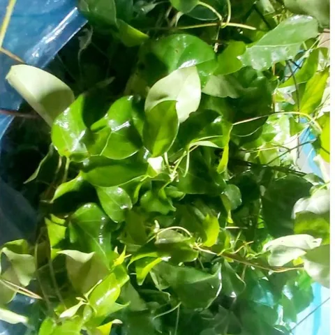 Lá Giang Tươi 1kg Dùng làm gia vị Nấu Canh chua, Nấu lẩu các loại...Khách đặt mới hái.
