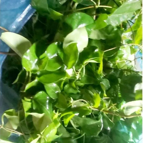 Lá Giang Tươi 1kg Dùng làm gia vị Nấu Canh chua, Nấu lẩu các loại...Khách đặt mới hái.