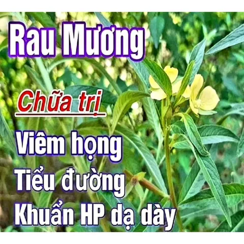Cây cỏ mương( Cây máng mương)Tươi 1kg. Có đơn mới hái.