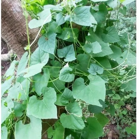 Cây Cứt Quạ Tươi 1kg .khách đặt hàng mới hái.