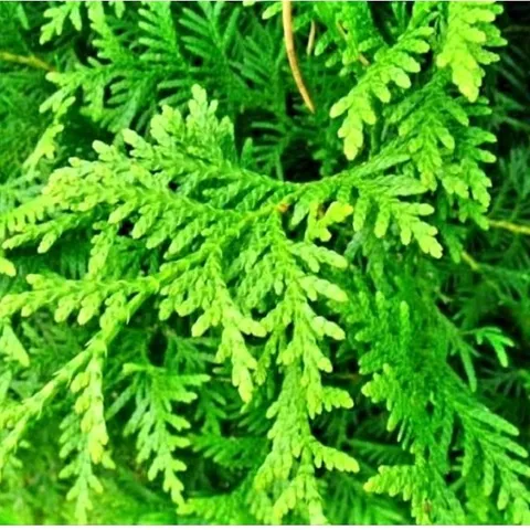 Cây Thuộc Bài Tươi 1kg .Khách đặt hàng mới hái.