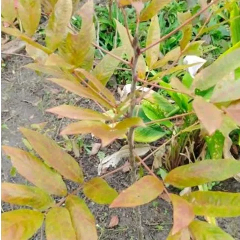 Hầu Vỹ Tóc ( Cây Đuôi Chồn) Tươi 1kg. Có đơn mới hái.