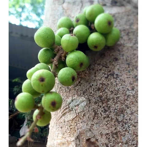 Trái Sung Non 1kg .Khách đặt mới hái