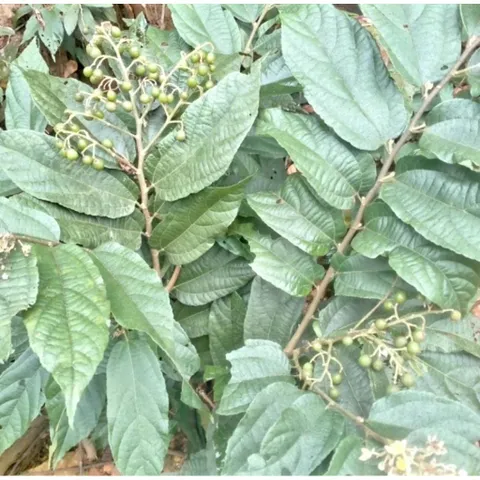 Cây Cò Ke Tươi 1kg .(giao cả cành và lá)Có đơn mới hái.