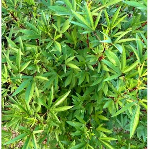Lá Atisô ( Lá Bụp Giấm) Tươi ( Giao cả cành) 500gr. Gia Vị Nấu Canh chua
