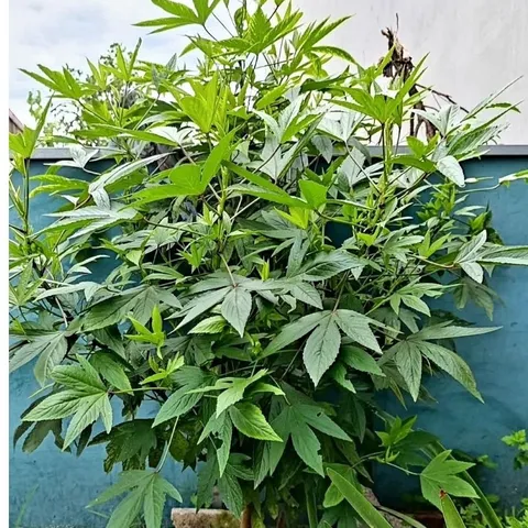 Lá Atisô ( Lá Bụp Giấm) Tươi ( Giao cả cành) 500gr. Gia Vị Nấu Canh chua