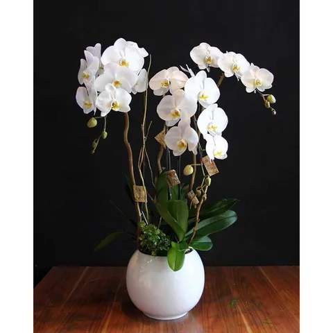 Hữu cơ orchid 1 siêu rễ cho cây lan và chậu kiểng gói 500gram túi lưới tiện dụng