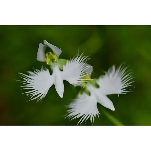 Hữu cơ orchid 1 siêu rễ cho cây lan và chậu kiểng gói 500gram túi lưới tiện dụng