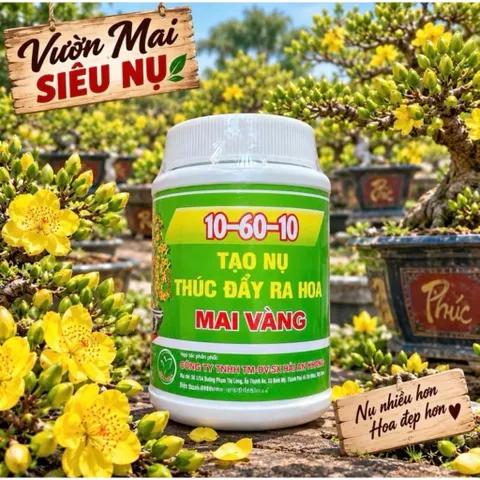 Combo Tạo Nụ Mai Vàng 10-60-10 TE + Canxi Bo Sữa Chống Rụng Hoa Trái Non Kích Thích Ra Nụ Mạnh Đều Đẹp