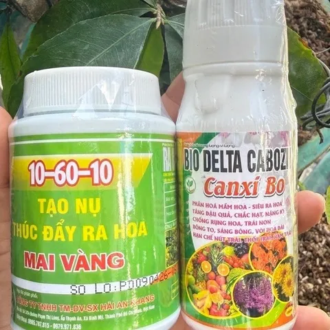 Combo Tạo Nụ Mai Vàng 10-60-10 TE + Canxi Bo Sữa Chống Rụng Hoa Trái Non Kích Thích Ra Nụ Mạnh Đều Đẹp