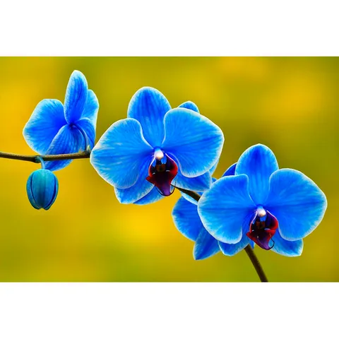 Phân Bón Hữu Cơ Dưỡng Cây, Dưỡng Rễ Cho Lan Orchid 1, Dung Tích 500gram