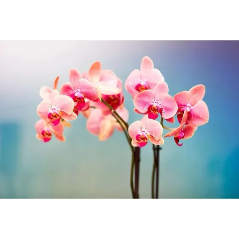 Phân Bón Hữu Cơ Dưỡng Cây, Dưỡng Rễ Cho Lan Orchid 1, Dung Tích 500gram