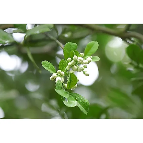 Siêu hoa giấy 10-50-10+TE giúp cây ra rễ nhanh, nhiều rễ, xanh lá, bật mầm dành cho hoa lan, hoa hồng, cây cảnh