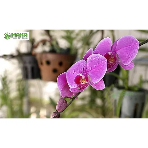 Hữu cơ orchid 1 siêu rễ cho cây lan và chậu kiểng gói 500gram túi lưới tiện dụng
