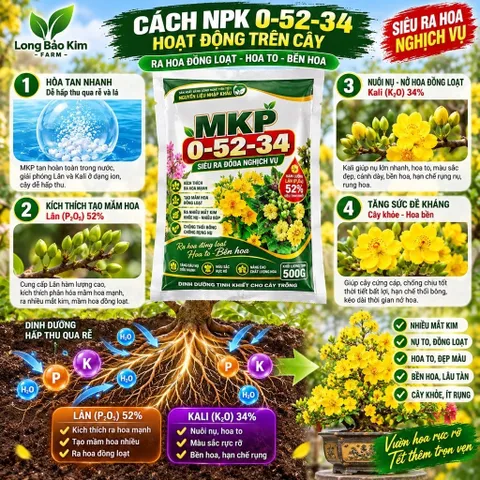 MKP 0-52-34 500G | Siêu Ra Hoa Nghịch Vụ | Lân 52% | Kích Mầm Hoa, Tạo Nụ Đồng Loạt | Phân Bón Hoa Kiểng