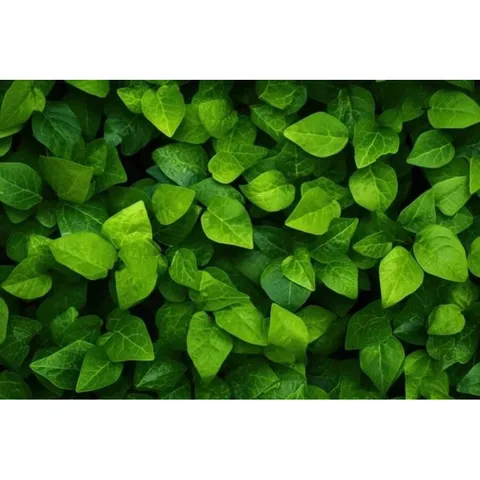 Phân Bón Vi Lượng Đạm Cá Bio Fish Giúp Cây Phát Triển Đẹp, Rễ Khoẻ, Lọ 100gram