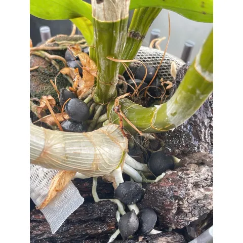 Phân Trùn Quế Cao Cấp Dạng Viên hạt mận 1kg – Bón hoa Lan Hoa Kiểng, Bonsai, Rau Màu – Tơi Xốp Đất, Kích Rễ Mạnh (1kg)