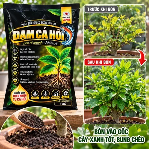 Đạm Cá Hồi Nhật Bản 1KG – Phân Bón Hữu Cơ Kích Rễ, Bung Chồi, Xanh Lá, Chăm Mai Vàng Bonsai, Hoa Kiểng, Cây Ăn Trái