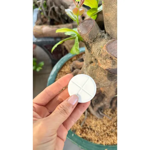 GA3 Viên 10g – Đánh Thức Mầm Ngủ, Bật Chồi Cực Mạnh, Giảm Chai Đầu Cành Mai Bonsai, Kích Đọt Non Đồng Loạt