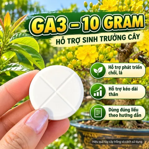 GA3 Viên 10g – Đánh Thức Mầm Ngủ, Bật Chồi Cực Mạnh, Giảm Chai Đầu Cành Mai Bonsai, Kích Đọt Non Đồng Loạt