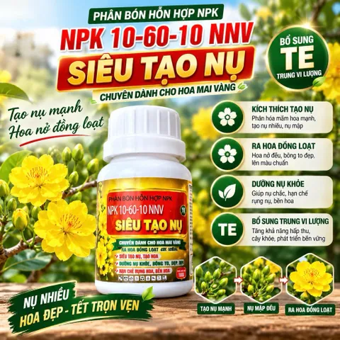 Siêu tạo nụ mai vàng hàng loạt 10-60-10 + Te HK giúp kích hoa chuẩn nụ kim giúp hoa nở đồng đều